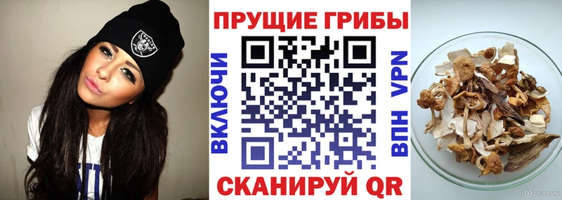 купить наркотик  Лесозаводск  Галлюциногенные грибы Psilocybine cubensis 